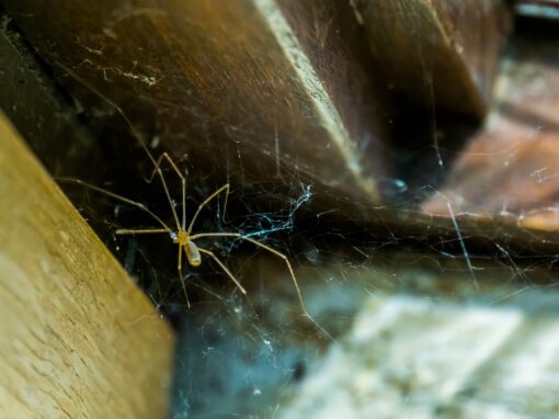 A cellar spider sits in its web in the corner of a wooden structure, surrounded by dust and debris.
