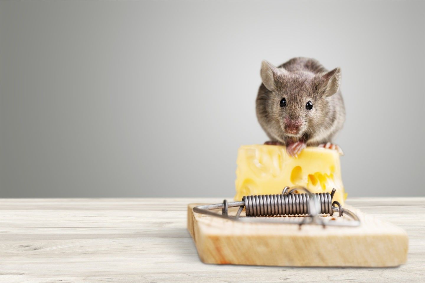 Mouse eating cheese beside a mousetrap on a tabletop against a gray background