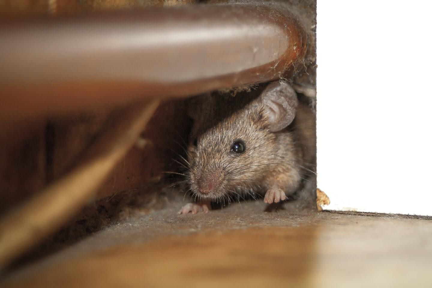 Mouse peeking from a narrow gap beneath furniture inside a home
