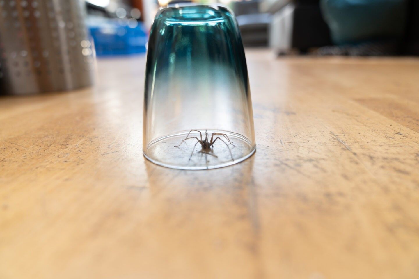 Spider trapped under an upside-down glass on a wooden floor inside a home